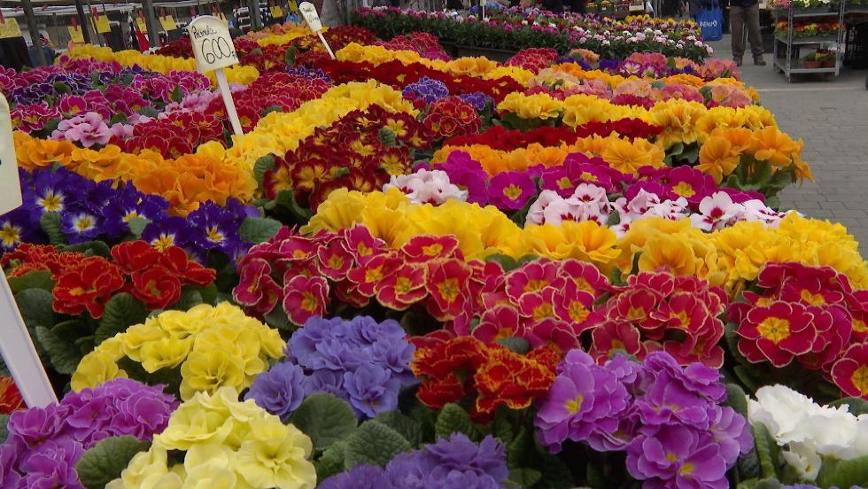 Tavaszi virgok rkeztek a piacra