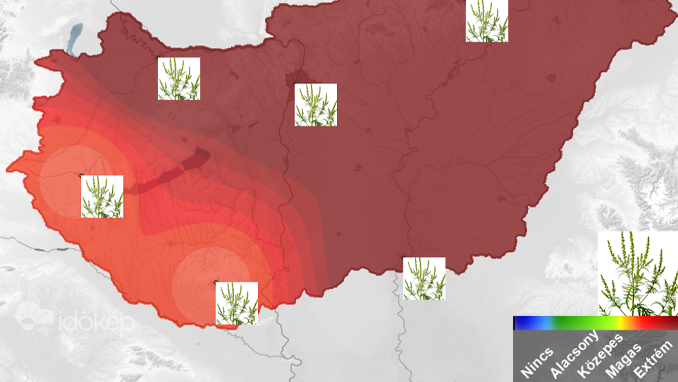 Zalaegerszeg kivételével országszerte extrém a parlagfű pollenszórása Zalaegerszeg kivételével országszerte extrém a parlagfű pollenszórása