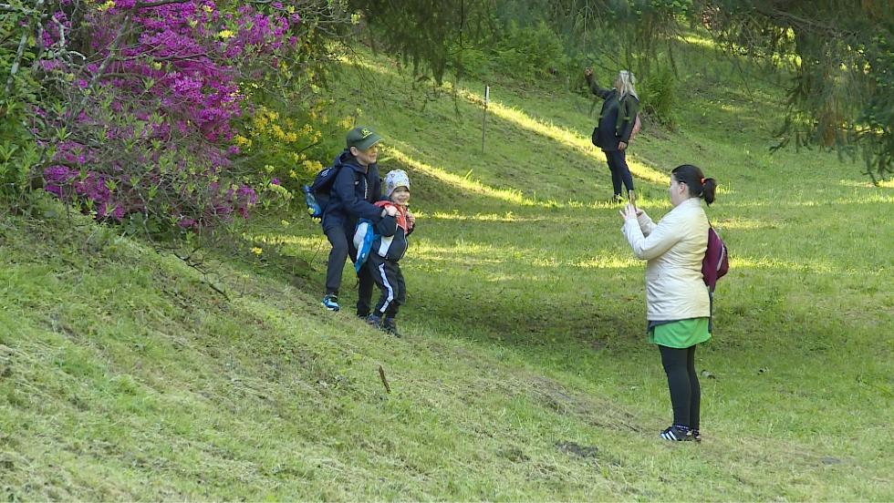 Virágzik az Azálea Virágzik az Azálea
