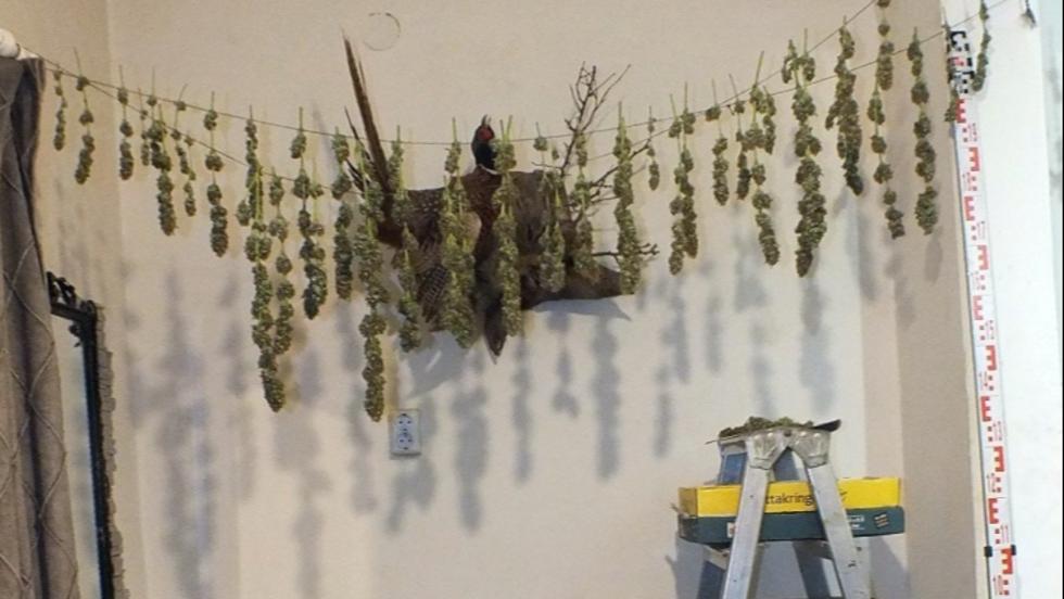Több mint két kiló száradó cannabist találtak egy nagykanizsai lakásban Több mint két kiló száradó cannabist találtak egy nagykanizsai lakásban