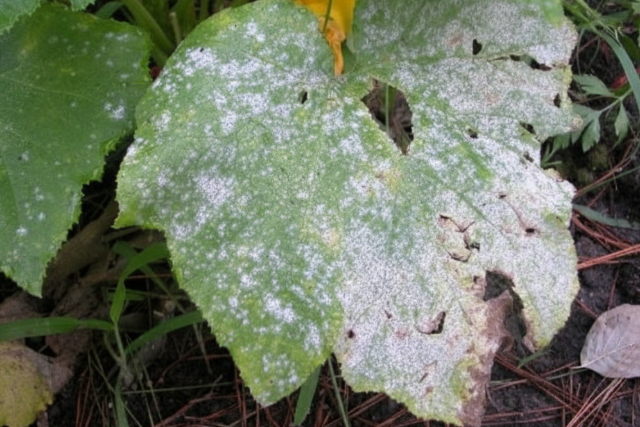 Gombafertőzés veszélyezteti a búza- és árpaállományt Gombafertőzés veszélyezteti a búza- és árpaállományt