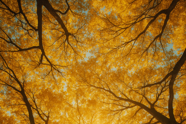 Bek�sz�nt�tt a csillag�szati �sz