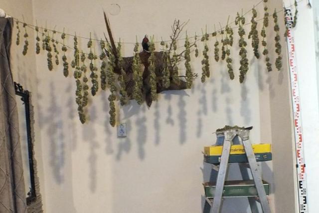 T�bb mint k�t kil� sz�rad� cannabist tal�ltak egy nagykanizsai lak�sban