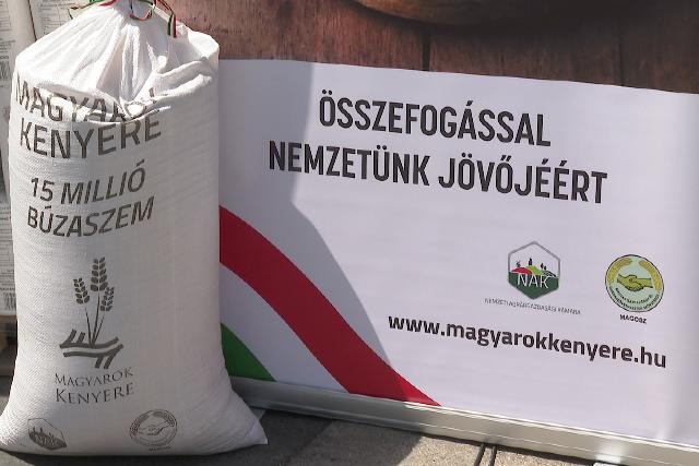 Búzaszentelő - A búzával megrakott kamionok egy része már begurult a malmokba Búzaszentelő - A búzával megrakott kamionok egy része már begurult a malmokba