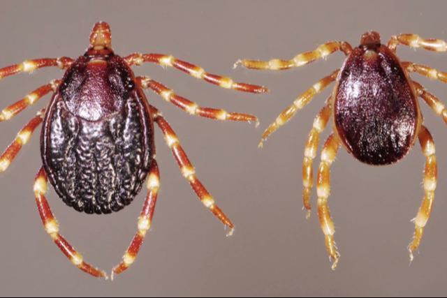 Kullancscs�p�s ut�n: ezek jelzik a s�lyos probl�m�t