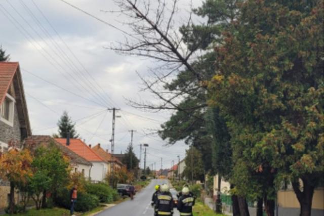 Fákat döntött, vezetékeket szakított a szél Fákat döntött, vezetékeket szakított a szél