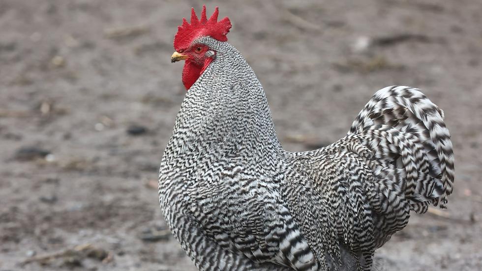 Gyuri lett Zala vármegye szépe - szokatlan szépségversenyt tartottak Kerkabarabáson Gyuri lett Zala vármegye szépe - szokatlan szépségversenyt tartottak Kerkabarabáson