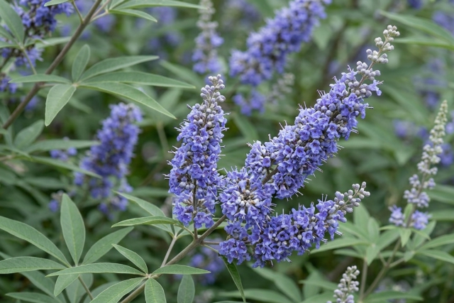 A gy�gyn�v�ny, ami a n�k legjobb bar�tja