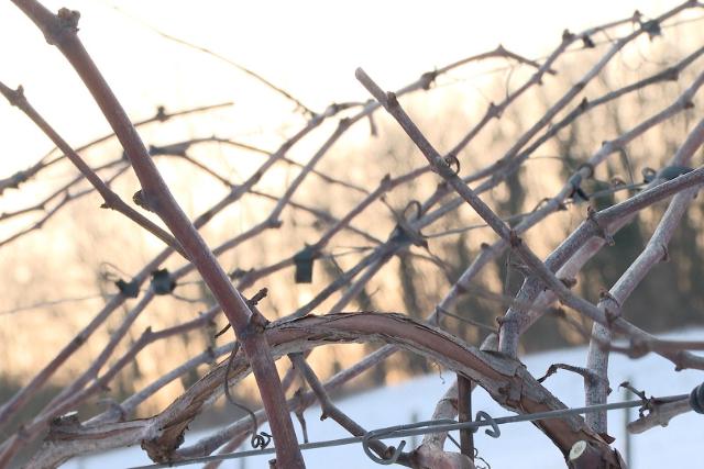 Sz�l�v�sz s�jtja Zal�t: 200 ezer t�k�t kell kiv�gni a fitoplazma miatt