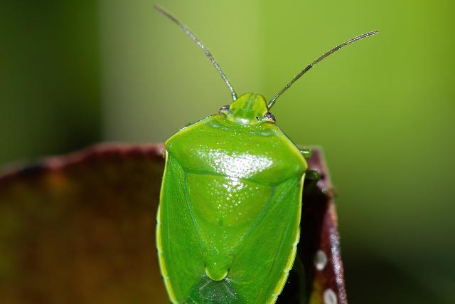 Idén is jelentős poloskainvázióra készülhetünk Idén is jelentős poloskainvázióra készülhetünk