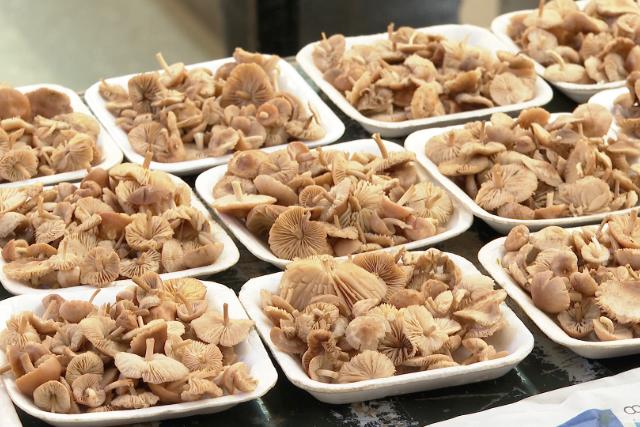 Gombavásár – Vargányából, galambicából és szegfűgombából is bőven termett  Gombavásár – Vargányából, galambicából és szegfűgombából is bőven termett