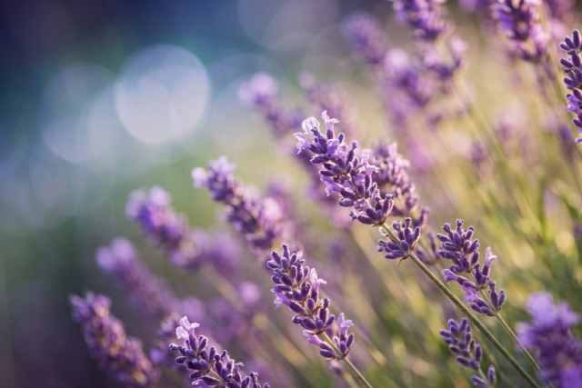 Nyolc gy�gyn�v�ny a megf�z�s ellen - otthon egyszer�en termesztheti �ket