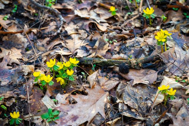 A h�vir�g ut�n m�r a t�ltemet� is vir�gzik