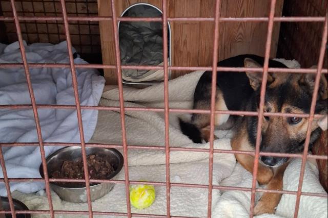 Megtelt a Bog�ncs �llatmenhely