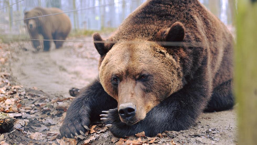 Hamarosan itt a tavasz a nyregyhzi macik szerint