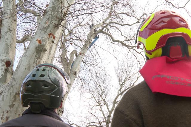 Megkezd�dik a vet�si varjak belv�rosi f�szkeinek elt�vol�t�sa