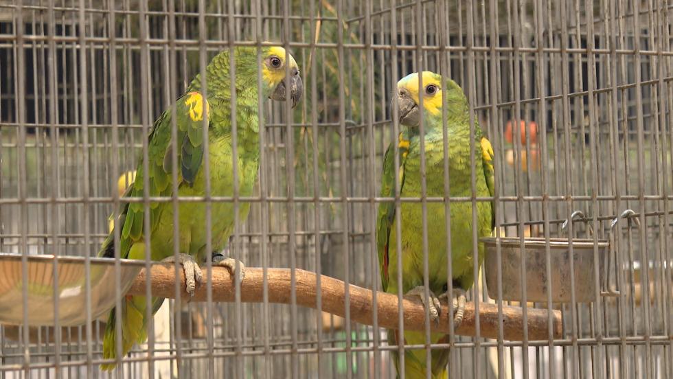 Megérkeztek a díszmadarak a Keresztury művelődési központba Megérkeztek a díszmadarak a Keresztury művelődési központba