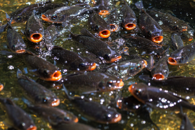 Haltetem�radat a Balatonban