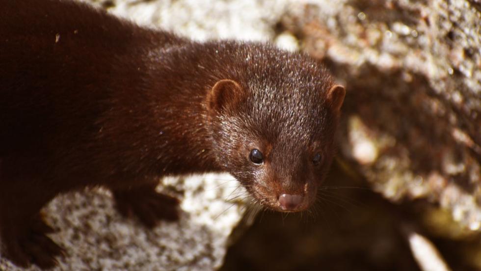 Új inváziós ragadozó fenyegetheti Zalát Új inváziós ragadozó fenyegetheti Zalát