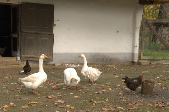 Mrton-napi vigassg a Skanzenben