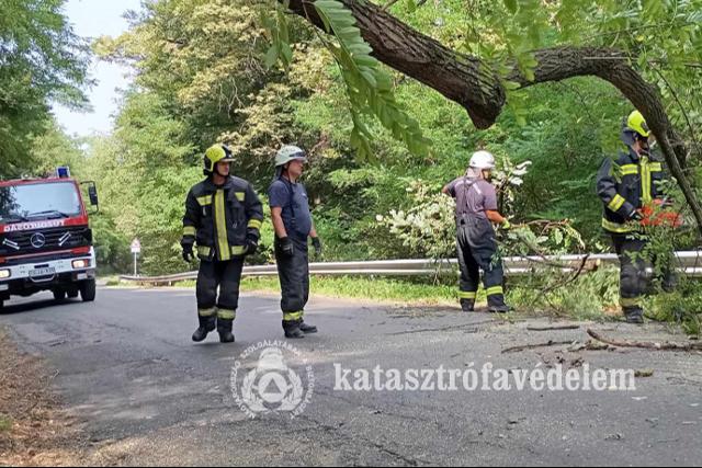 Kidőlt fa foglalta el az úttestet Zalaegerszegen Kidőlt fa foglalta el az úttestet Zalaegerszegen