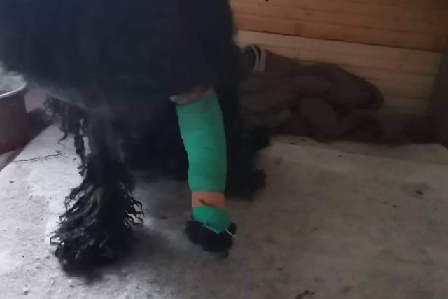 Állatkínzás miatt emeltek vádat egy Letenye környékbeli birkatartóval szemben Állatkínzás miatt emeltek vádat egy Letenye környékbeli birkatartóval szemben